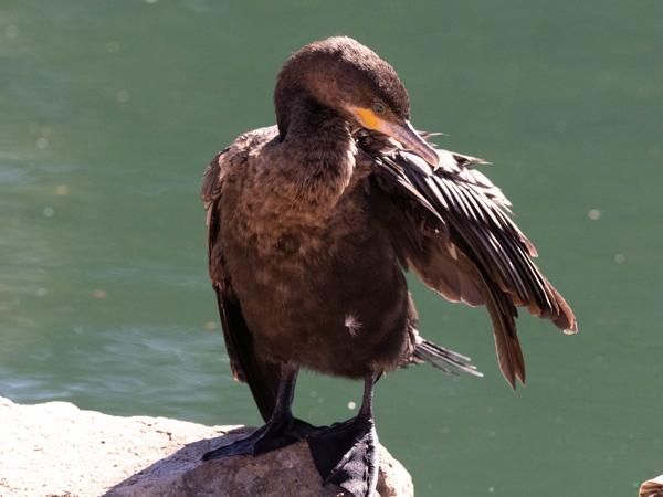 <h3><a href="/trips/Tucson_2023/biota/animalia/chordata/aves/007 anseriformes/003 anatidae/anas americana/anas americana-nl.html">Anas&nbsp;americana</a> / American&nbsp;wigeon / Amerikaanse&nbsp;smient</h3>OM-1 met OLYMPUS M.300mm F4.0, 1/2000 sec  bij F6.3, ISO 4000, afstand 9.29&nbsp;m